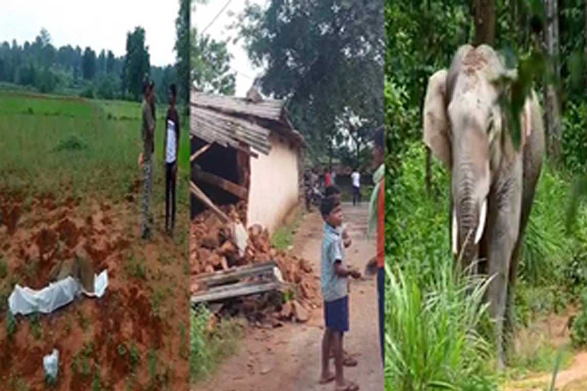 छत्तीसगढ़ में हाथियों का आतंक, 4 लोगों को कुचलकर उतारा मौत के घाट