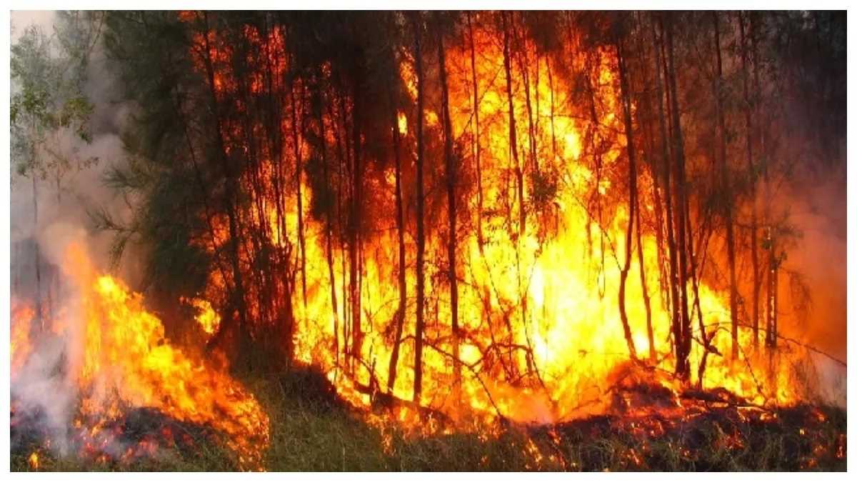 दक्षिण ऑस्ट्रेलिया के जंगलों में लगी आग, कई हफ्तों तक रह सकती है जारी