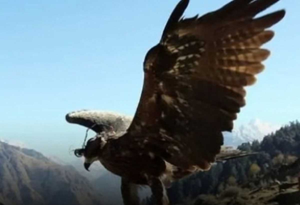 भारतीय सेना की एंटी-ड्रोन काइट फाल्कनरी के खोए हुए खेल को वापस लाने में कर सकती है मदद भारतीय सेना की एंटी-ड्रोन काइट फाल्कनरी के खोए हुए खेल को वापस लाने में कर सकती है मदद