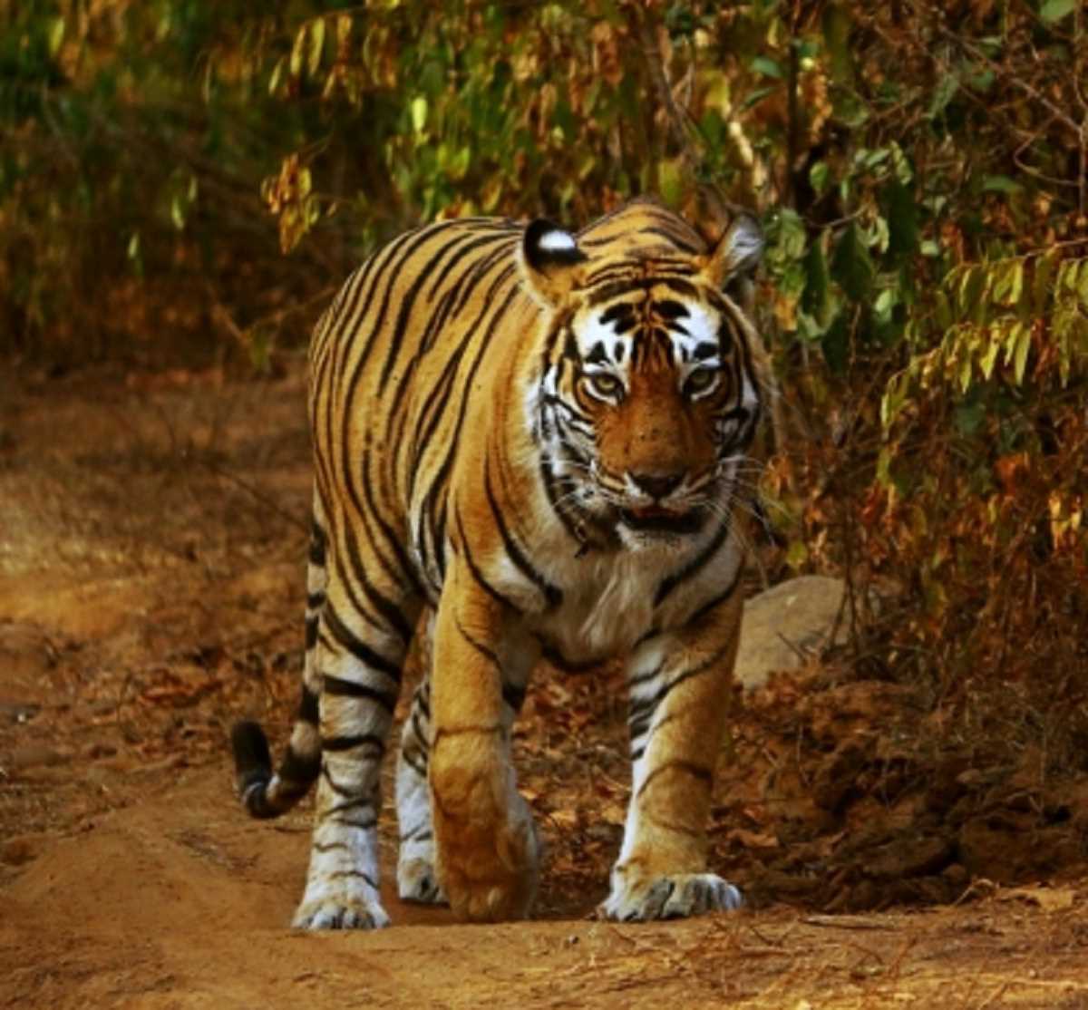 बिहार में बाघ के आतंक का कहर, घर में सो रही लड़की को बनाया शिकार बिहार में बाघ के आतंक का कहर, घर में सो रही लड़की को बनाया शिकार