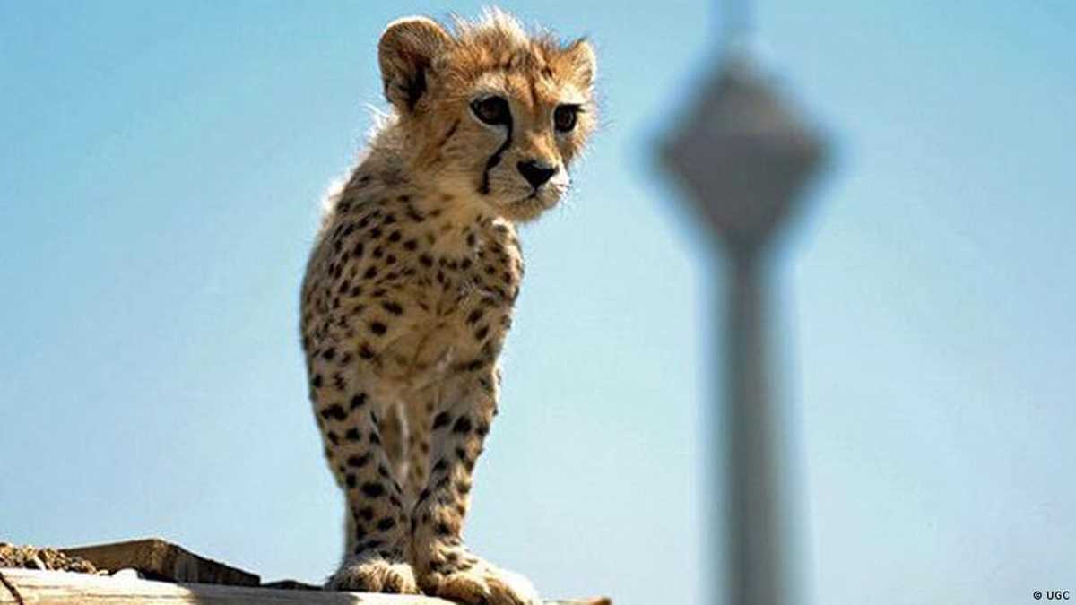 भारत में चीतों को फिर बसाने की प्रकिया में क्या गड़बड़ हुई