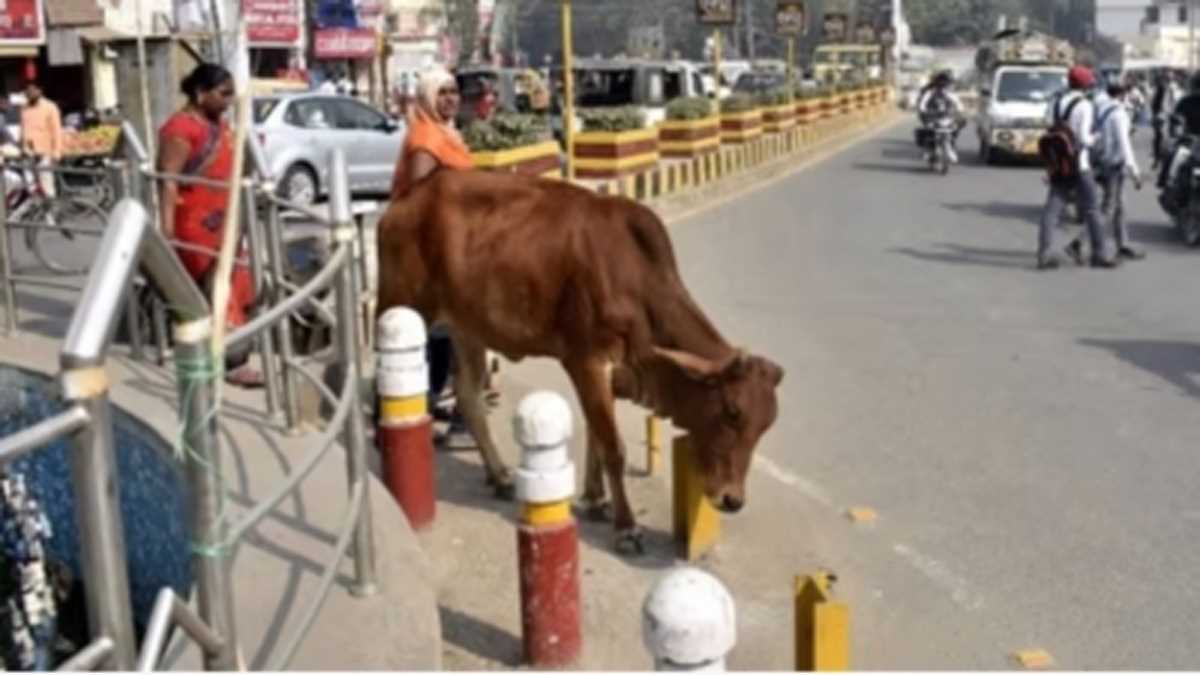 प्रदेश में 108 की तर्ज पर पहली बार पशुओं के लिए भी जल्द शुरू होगी एंबुलेंस