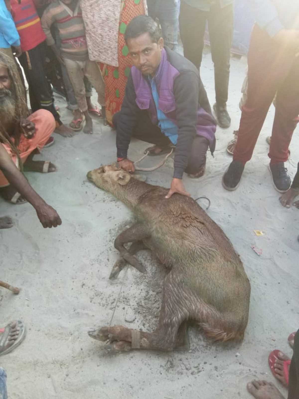 गंगा में बहकर आया हिरण का बच्चा ग्रामीणों ने बचाई जान