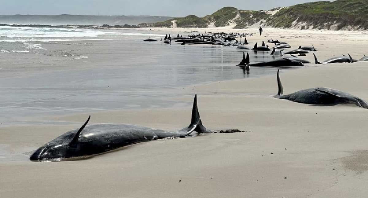 ऑस्ट्रेलियाई तट पर फंसीं 157 व्हेलें, बचने की कोई उम्मीद नहीं