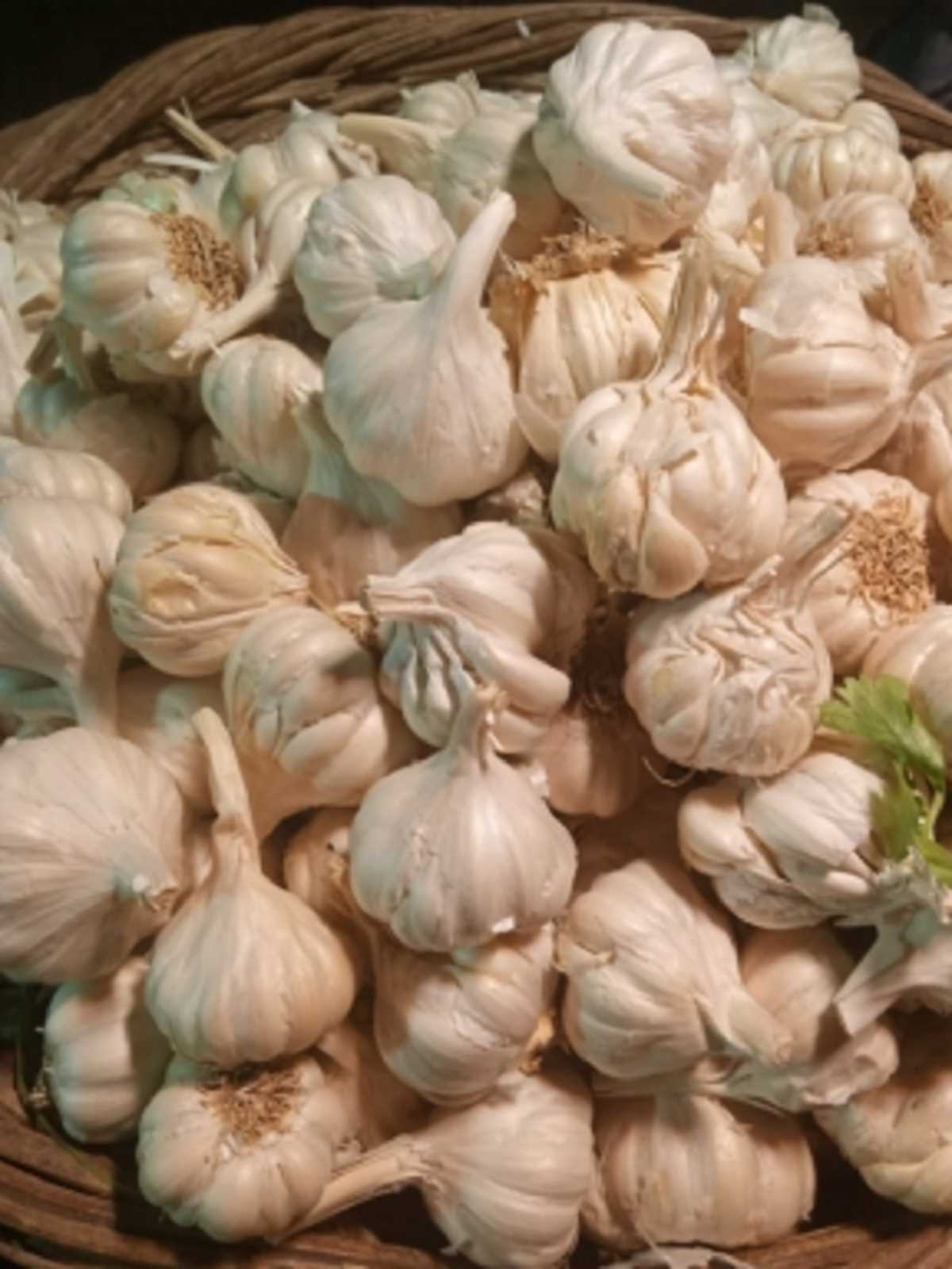 गुजरात: सही दाम ना मिलने से परेशान गुजरात के किसान फ्री में बांटेंगे लहसुन