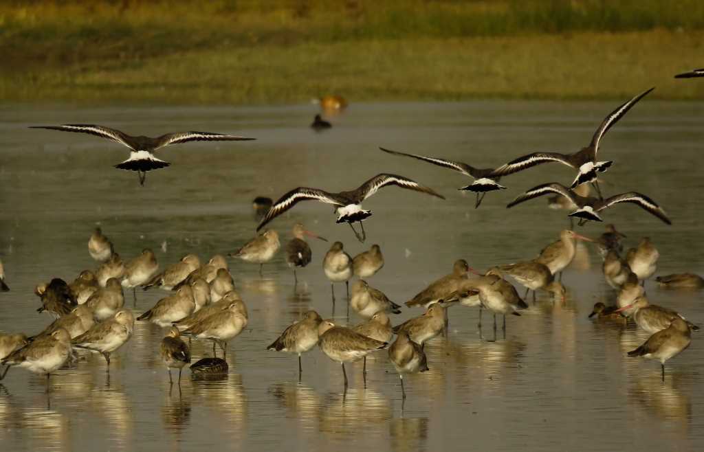 पक्षियों के संरक्षण की जरूरत