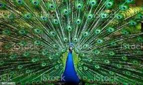 कर्नाटक में मोर पालने के आरोप में एक शख्स गिरफ्तार