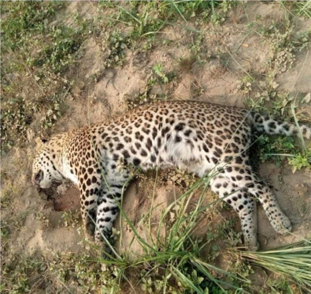 उत्तर प्रदेश: बहराइच गांव में मृत मिली मादा तेंदुआ उत्तर प्रदेश: बहराइच गांव में मृत मिली मादा तेंदुआ