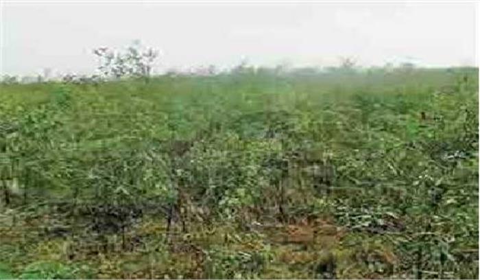 श्योपुर: बारिश के चलते किसानों की चिंता बढ़ी