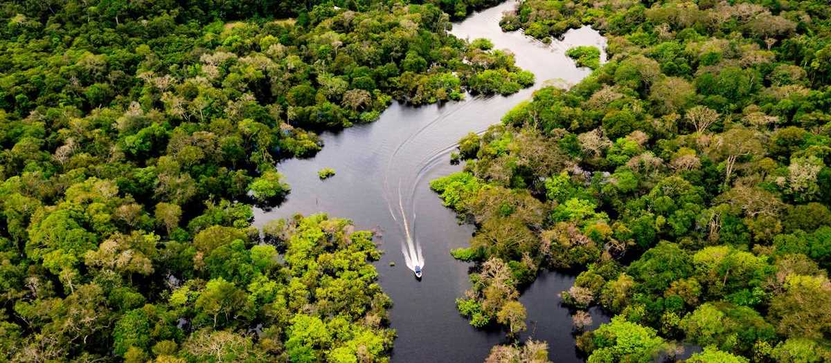 क्या बैंक भी हो सकते हैं पेड़ों को काटे जाने के जिम्मेदार