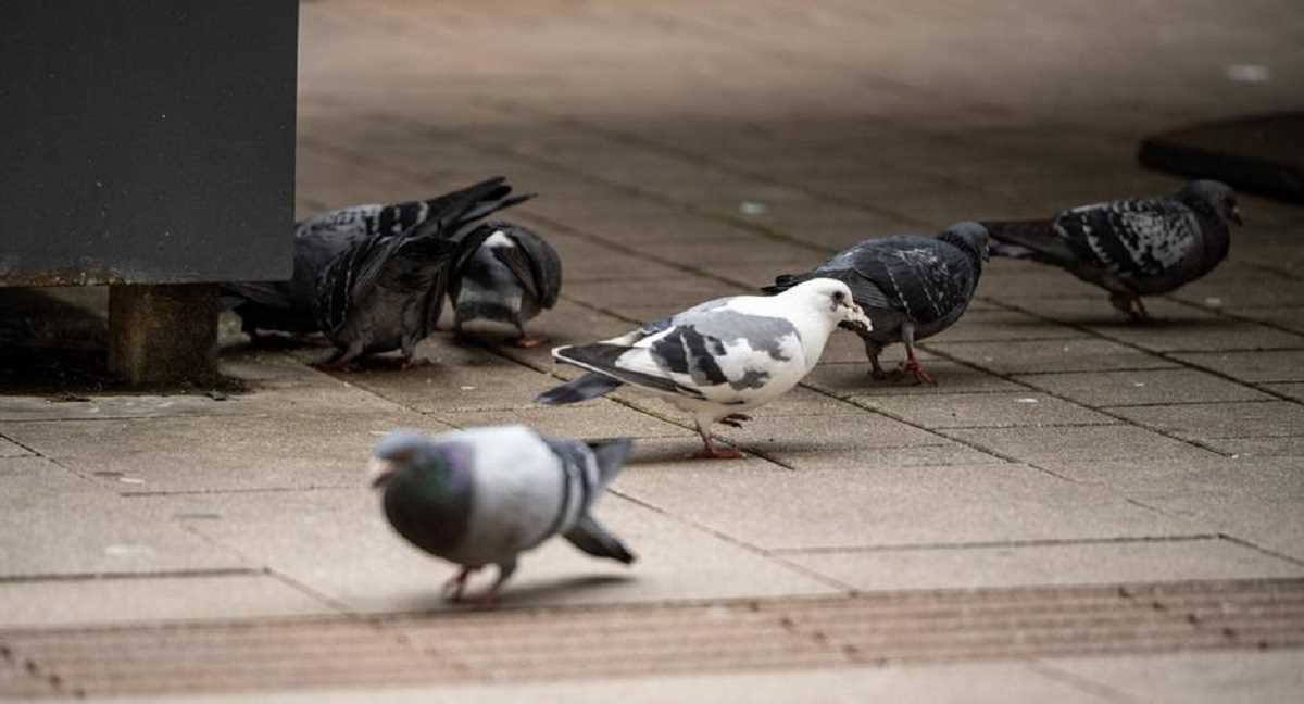 जर्मनी के इन कबूतरों के सिर पर लटकी मौत की तलवार