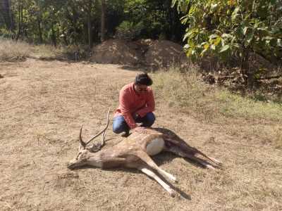 हैदराबाद विश्वविद्यालय के परिसर में मृत पाया गया हिरण