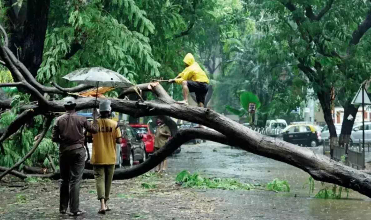 पीछे रह गए पेड़