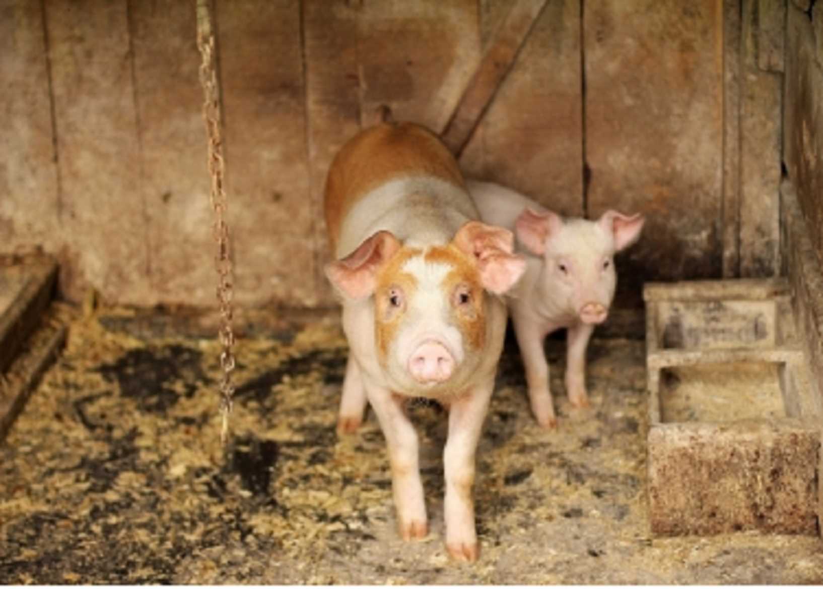 इंडोनेशिया के पूर्वी नुसा तेंगारा में अफ्रीकी स्वाइन फीवर से 256 सूअरों की मौत