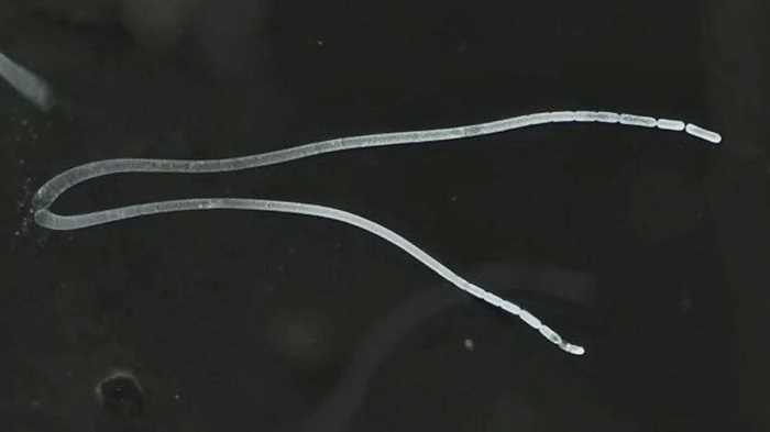 वैज्ञानिकों ने खोजा अब तक का सबसे बड़ा बैक्टीरिया