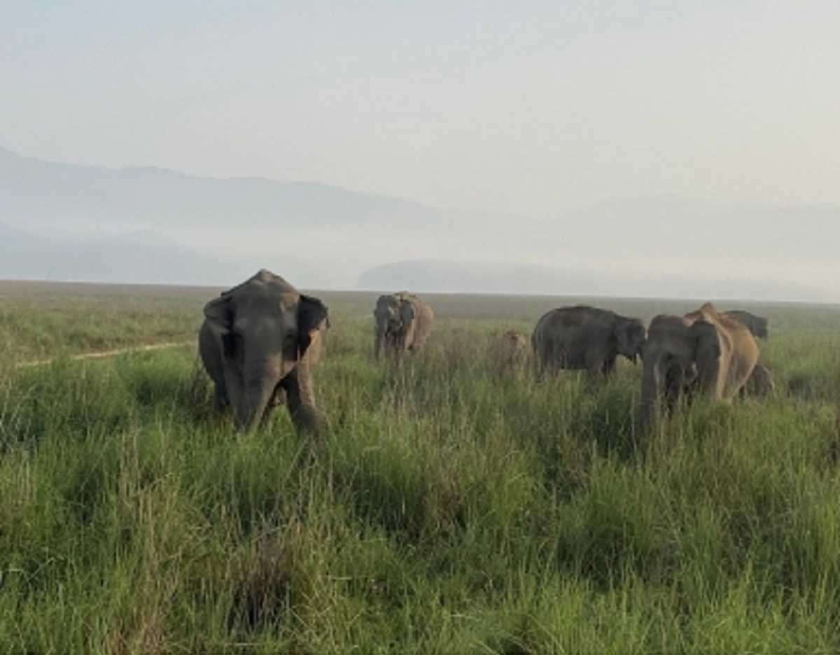 तमिलनाडु : नए हाथी गलियारों की पहचान के लिए दो विशेषज्ञ पैनल का गठन