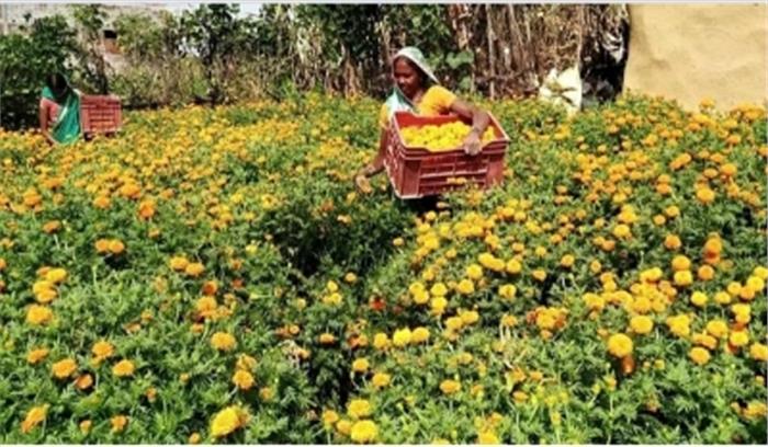 गेंदा फूल की खेती कर पारंपरिक खेती से ज्यादा मुनाफा कमा रही झारखंड की महिलाएं