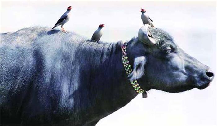 भैंसों के वध की अनुमति दे सकती है सरकार