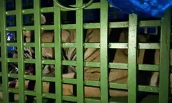 रांची के पास घर में घुसा रॉयल बंगाल टाइगर, 14 घंटे बाद काबू में आया