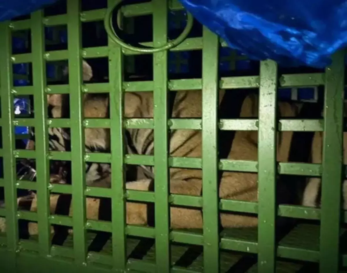 रांची के पास घर में घुसा रॉयल बंगाल टाइगर, 14 घंटे बाद काबू में आया