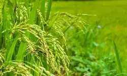 छत्तीसगढ़ में उतेरा खेती की पहल