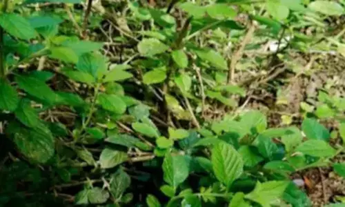 औषधीय गुणों का खजाना ‘लिपिया अल्बा’, एक-दो नहीं कई समस्याओं का है ‘दुश्मन’