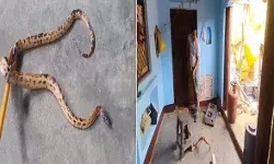 राजस्थानी रंगीला सांप बना रहा है चंबल को नया आशियाना