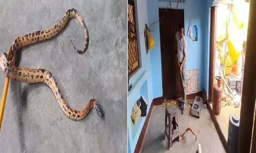 राजस्थानी रंगीला सांप बना रहा है चंबल को नया आशियाना