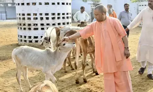 सीएम योगी की नई पहल, गो सेवा के जरिए इकोनॉमी पकड़ेगी रफ्तार