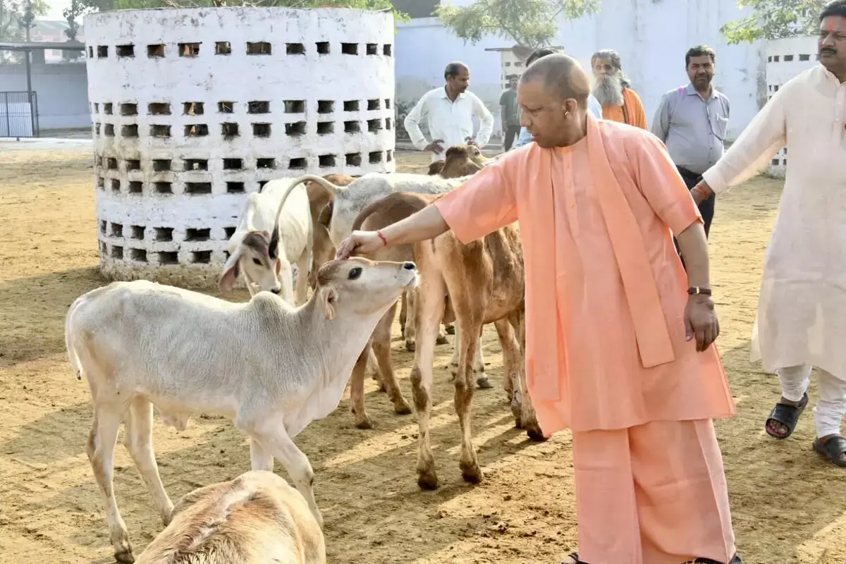 सीएम योगी की नई पहल, गो सेवा के जरिए इकोनॉमी पकड़ेगी रफ्तार