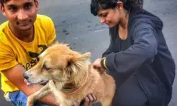 भारत के 80 प्रतिशत सार्वजनिक स्वास्थ्य केंद्रों में उपलब्ध एंटी-रेबीज वैक्सीन : लैंसेट रिपोर्ट