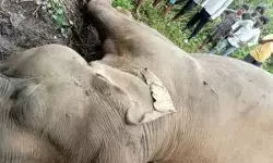 गुम हो रहे गजराज : झारखंड के कोल्हान प्रमंडल में 35 दिन में चार हाथियों की मौत गुम हो रहे गजराज : झारखंड के कोल्हान प्रमंडल में 35 दिन में चार हाथियों की मौत