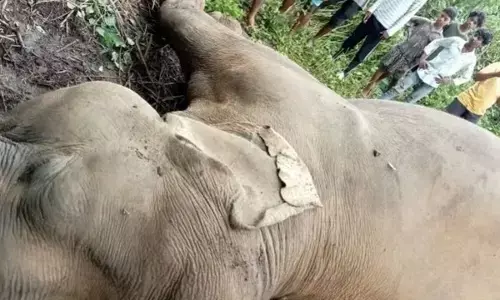 गुम हो रहे गजराज : झारखंड के कोल्हान प्रमंडल में 35 दिन में चार हाथियों की मौत