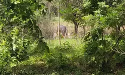 मध्य प्रदेश : शहडोल के विचारपुर गांव में चार हाथियों ने मचाया आतंक, प्रशासन अलर्ट