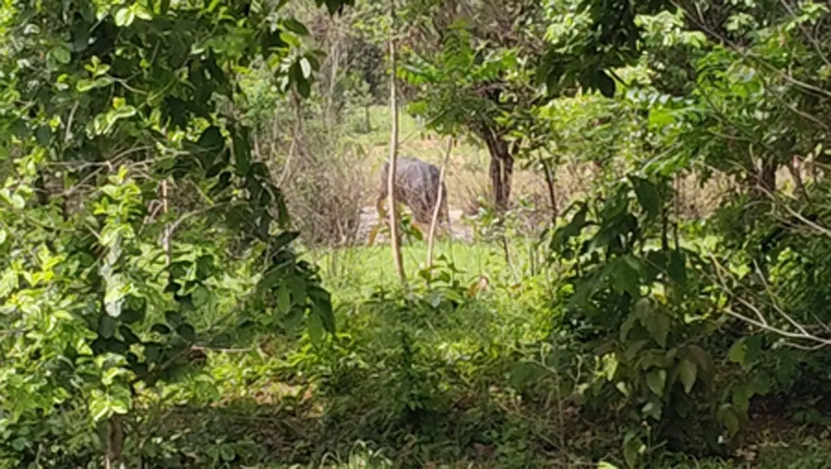 मध्य प्रदेश : शहडोल के विचारपुर गांव में चार हाथियों ने मचाया आतंक, प्रशासन अलर्ट