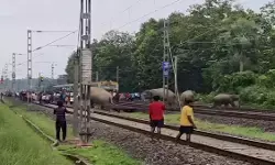 झारखंड-बंगाल ‘एलिफेंट कॉरिडोर’ बना हाथियों के लिए मौत का गलियारा, 45 दिन में 7 की मौत