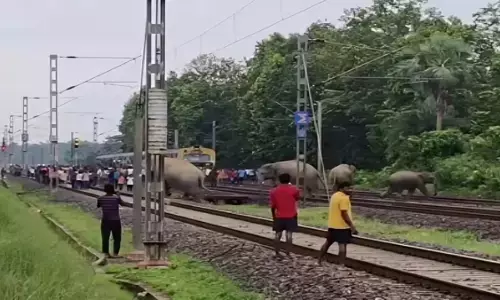 झारखंड-बंगाल ‘एलिफेंट कॉरिडोर’ बना हाथियों के लिए मौत का गलियारा, 45 दिन में 7 की मौत