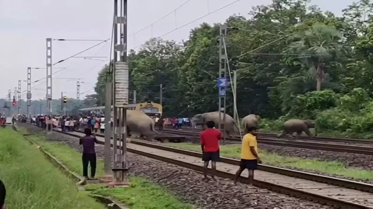 झारखंड-बंगाल ‘एलिफेंट कॉरिडोर’ बना हाथियों के लिए मौत का गलियारा, 45 दिन में 7 की मौत
