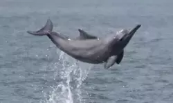 साहिबगंज बना डॉल्फिन की पसंदीदा जगह, गंगा में देशभर में सबसे ज्यादा उपस्थिति दर्ज साहिबगंज बना डॉल्फिन की पसंदीदा जगह, गंगा में देशभर में सबसे ज्यादा उपस्थिति दर्ज