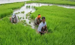 खेती में किसान-मजदूरों का भाईचारा