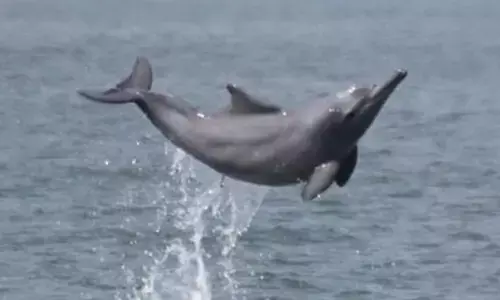 साहिबगंज बना डॉल्फिन की पसंदीदा जगह, गंगा में देशभर में सबसे ज्यादा उपस्थिति दर्ज साहिबगंज बना डॉल्फिन की पसंदीदा जगह, गंगा में देशभर में सबसे ज्यादा उपस्थिति दर्ज