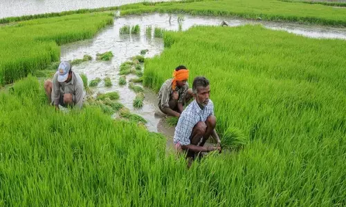 खेती में किसान-मजदूरों का भाईचारा खेती में किसान-मजदूरों का भाईचारा