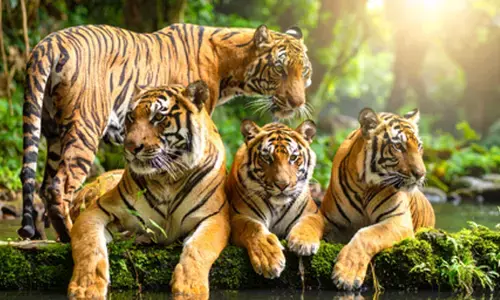 अंतरराष्ट्रीय बाघ दिवस : प्रोजेक्ट टाइगर की उपलब्धियां, अवैध शिकार बनी चुनौती अंतरराष्ट्रीय बाघ दिवस : प्रोजेक्ट टाइगर की उपलब्धियां, अवैध शिकार बनी चुनौती