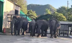 कर्नाटक : बेंगलुरु से जापान पहुंचे चार हाथी, वन मंत्रालय ने बताया ऐतिहासिक