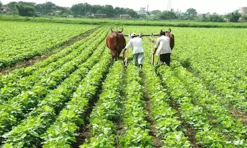 प्राकृतिक व जैविक खेती ही समाधान