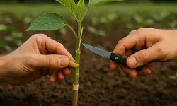 झारखंड : गढ़वा के किसान ने ग्राफ्ट खेती से सभी का ध्यान खींचा