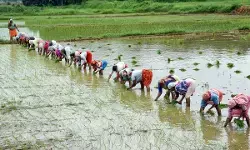 खरीफ की बुवाई 4 प्रतिशत बढ़ी, कृषि जीवीए में हो सकता है 4.5 प्रतिशत का इजाफा