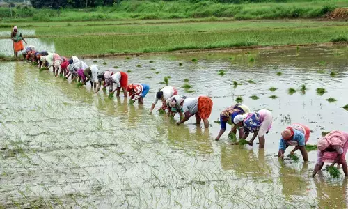 खरीफ की बुवाई 4 प्रतिशत बढ़ी, कृषि जीवीए में हो सकता है 4.5 प्रतिशत का इजाफा