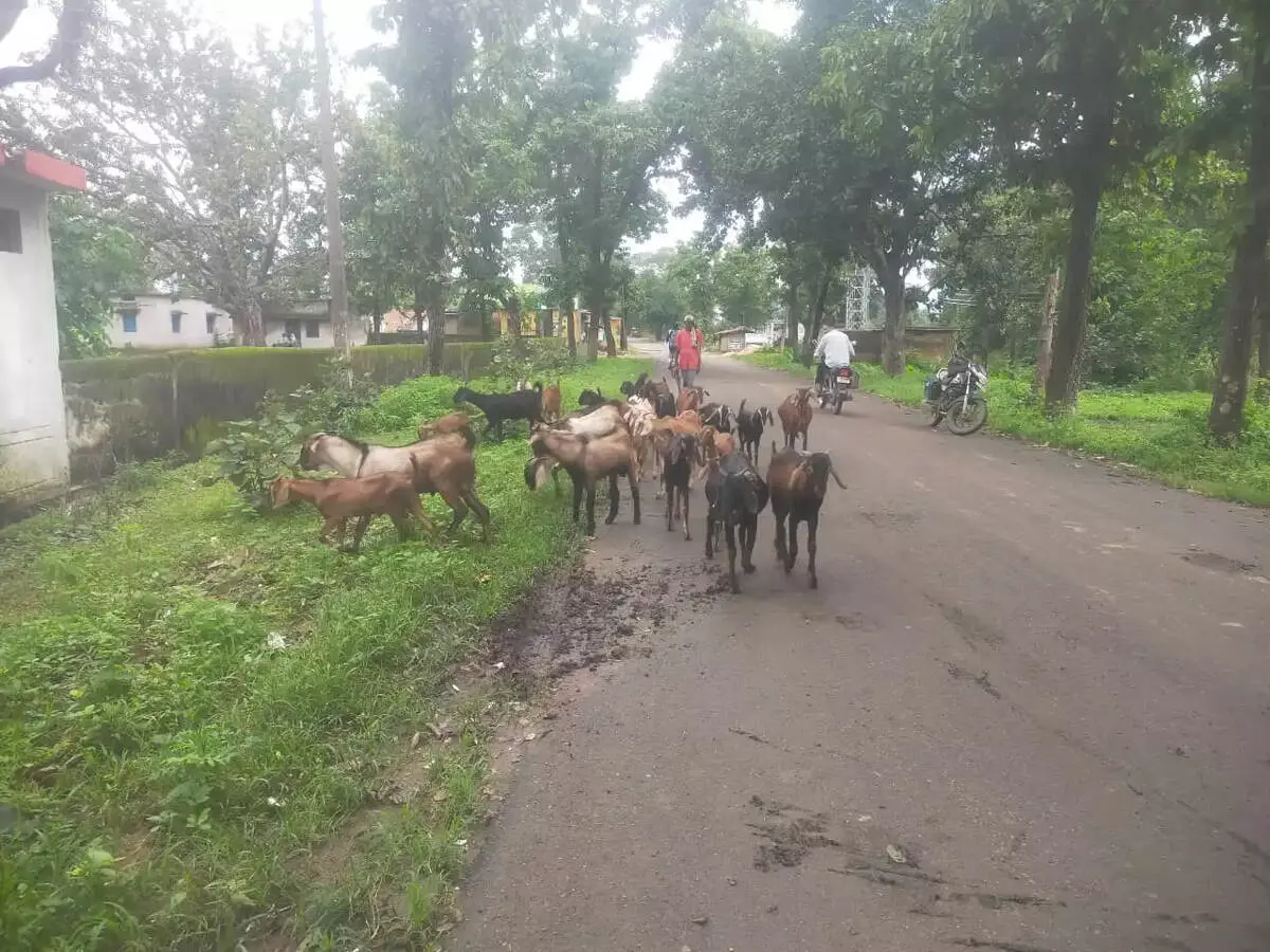 पशुओं से मिली आजीविका की नई राह पशुओं से मिली आजीविका की नई राह