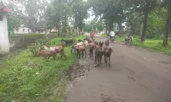 पशुओं से मिली आजीविका की नई राह